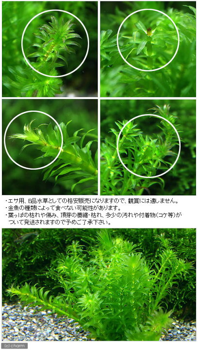 楽天市場 水草 メダカ 金魚藻 エサ用アナカリス ５０本 北海道航空便要保温 Charm 楽天市場店
