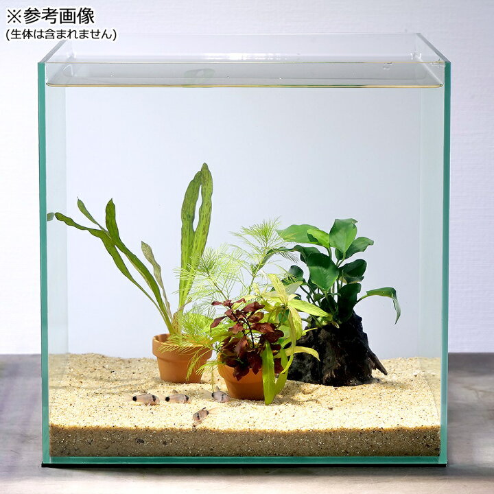 楽天市場 水草 コリドラス憩いの広場セット 水上葉 １パック Charm 楽天市場店