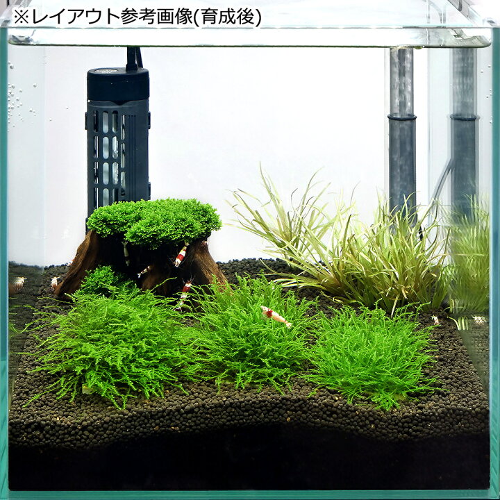 楽天市場】（水草）ビーシュリンプ はじめての飼育セット 小型水槽 