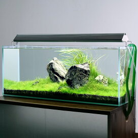 楽天市場】 水草 > 水草 > 水草レイアウトセット > 60cm〜水槽向け 