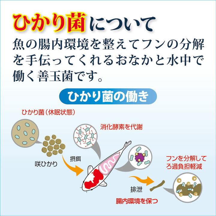 楽天市場】【7／20限定】当選確率2分の1！1等最大100％ 鯉の 