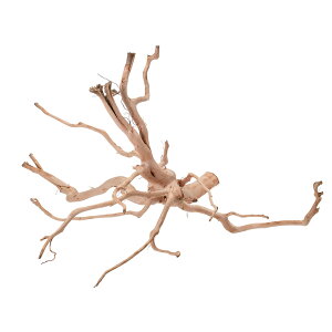 カミハタ タイ産天然流木 ブランチウッド M 約38×29×30cm テラリウム パルダリウム アクアリウム 水槽 関東当日便