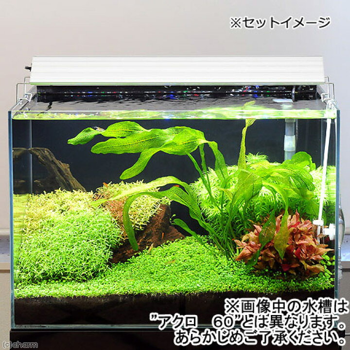 楽天市場 オールガラス６０ｃｍ水槽 スーパークリア アクロ６０ｓ ｔｒｉａｎｇｌｅ ｌｅｄ ｇｒｏｗ セット お一人様１点限り 沖縄別途送料 関東当日便 Charm 楽天市場店