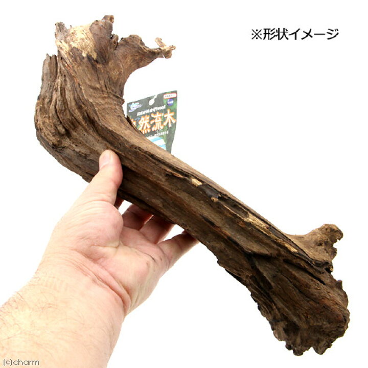 楽天市場】形状お任せ 自然流木 特大（約30〜50cm） 1本 お一 