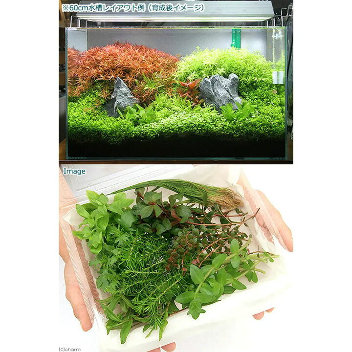 楽天市場】（水草）ダッチアクアリウムセット 60cm 水草のセット 