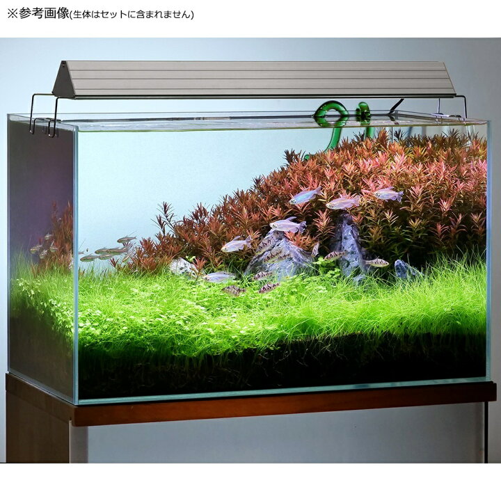 楽天市場】（水草）60cm水槽用 水草レイアウト用品込みフルセット  