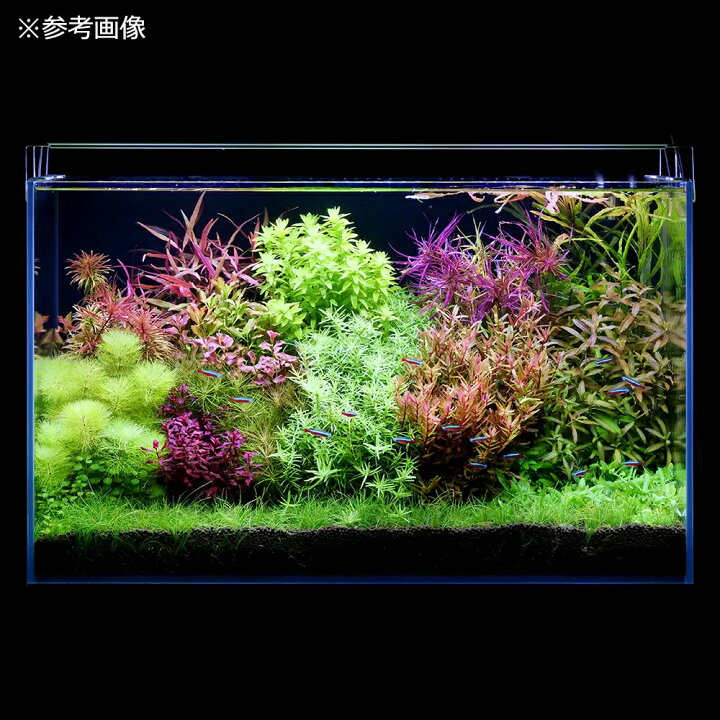 楽天市場】アクロ TRIANGLE LED VIVID 1200 水草 