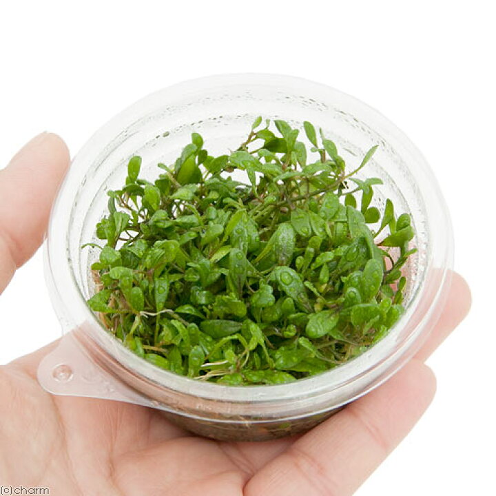 人気アイテム 水草 初心者向け説明書付 グロッソスティグマ 水上葉 無農薬 半パック分 Zurique Com Br