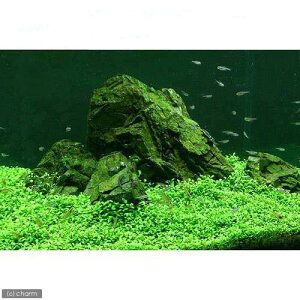 ijSҌt@Ob\XeBO}itji_ji10pbNj