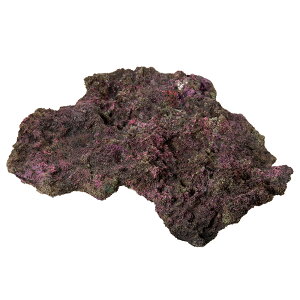 ORCA@OCEAN@ROCK@33@32×29×6cm@CubNvJ@֓