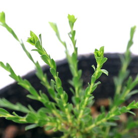 楽天市場 虫除け 観葉植物の通販 楽天市場 虫除け 観葉植物の通販