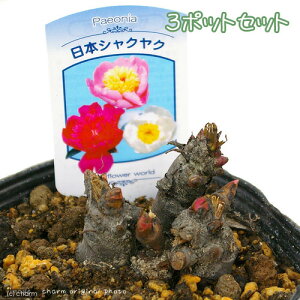 iR쑐j{VNN@ԐF܂@3`4i3|bgjixԁj