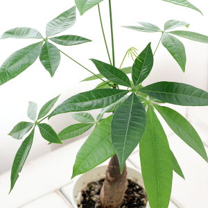 観葉植物 4号 パキラの人気商品 通販 価格比較 価格 Com