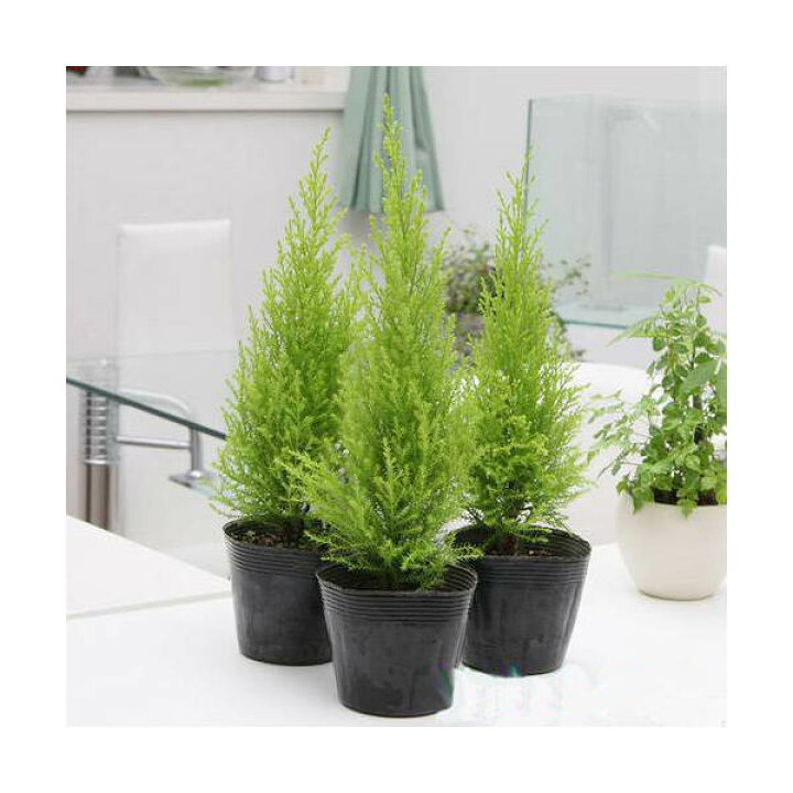 楽天市場 観葉植物 ゴールドクレスト ウィルマ ３号 １０ポット 北海道冬季発送不可 Charm 楽天市場店