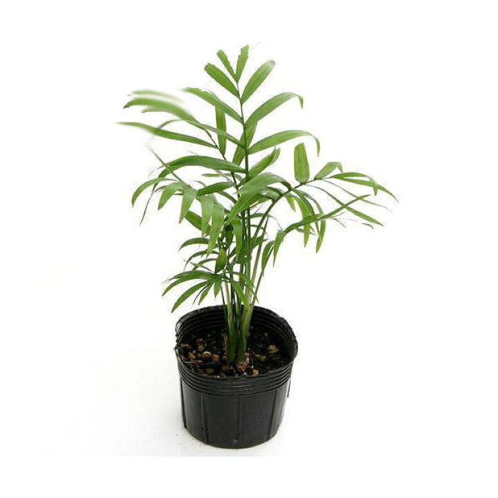 楽天市場 観葉植物 ヤシ テーブルヤシ ３号 ３ポット Charm 楽天市場店
