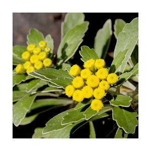 iR쑐jLNiejC\MNiej3i3|bgZbgjixԁj