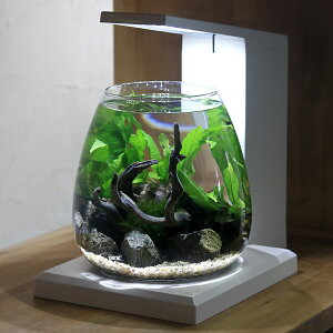 ijGEX@PERCO@yRō鏬Ȑ̐E@{Bl