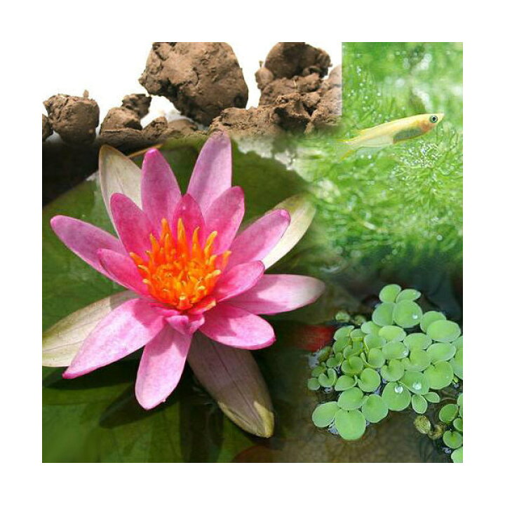 楽天市場】(ビオトープ)(めだか)ビオ植物とメダカセット 姫睡蓮(ヒメスイレン) 赤 鉢なしセット本州四国限定 : charm 楽天市場店 楽天市場】(ビオトープ)(めだか)ビオ植物とメダカセット 姫睡蓮(ヒメスイレン) 赤 鉢なしセット本州四国限定 : charm 楽天市場店