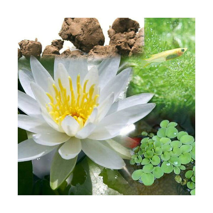 楽天市場 ビオトープ めだか ビオ植物とメダカセット 睡蓮 スイレン 白 鉢なしセット 本州四国限定 Charm 楽天市場店