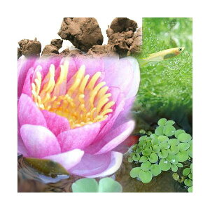 irIg[vji߂jrIAƃ_JZbg@@iXCj@@ȂZbg@{Bl