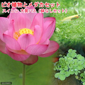 楽天市場 大賀 ハス 販売の通販