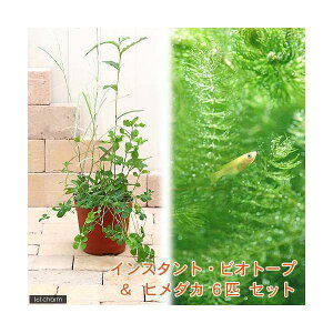 観葉植物 ヒメダカの人気商品 通販 価格比較 価格 Com