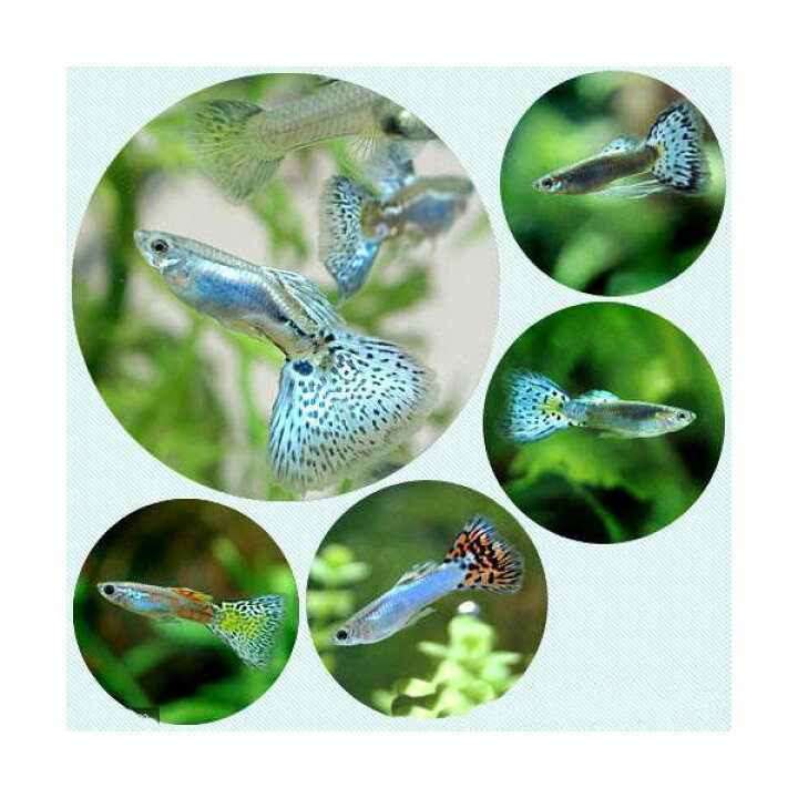 楽天市場 熱帯魚 国産ミックスグッピー ３ペア 北海道航空便要保温 Charm 楽天市場店
