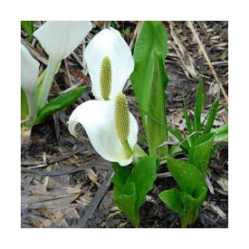 楽天市場 水芭蕉 花の通販