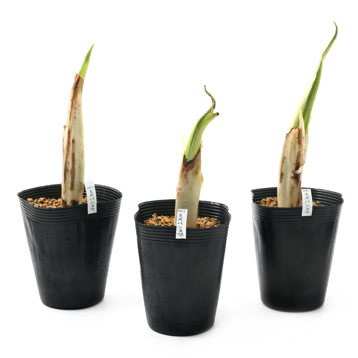 税込 ビオトープ 水辺植物 八重咲きドクダミ １ポット 湿性植物 休眠株 Trademarketingforce Com Br