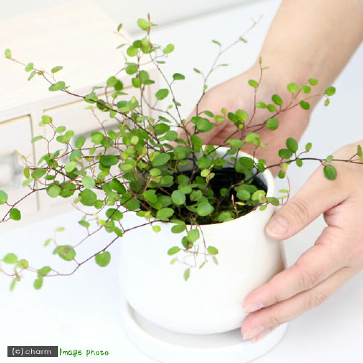 楽天市場 観葉植物 ワイヤープランツ ３号 ５ポット Charm 楽天市場店
