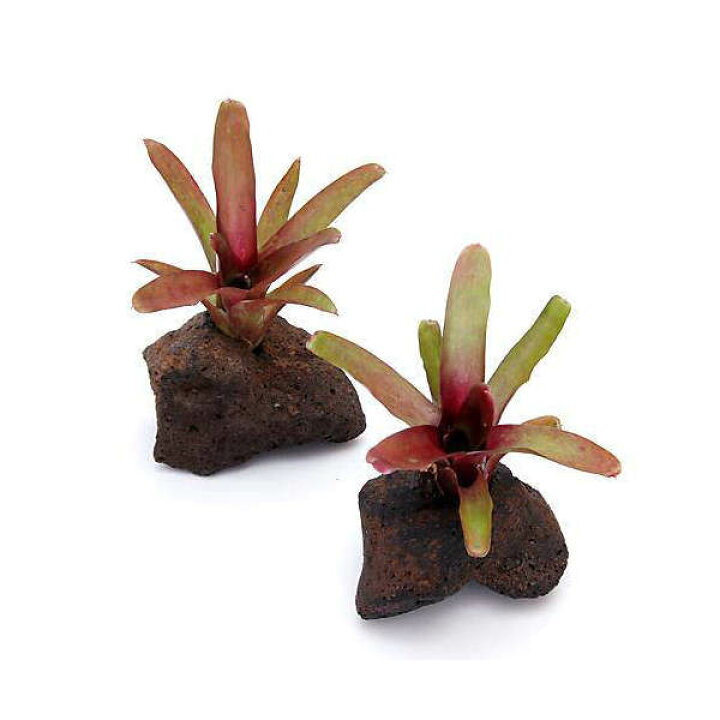 楽天市場 観葉植物 ブロメリア ネオレゲリア ファイヤーボール 穴あき溶岩石付 １セット Charm 楽天市場店