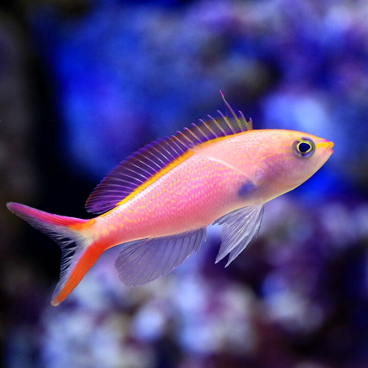 楽天市場 海水魚 オオテンハナゴイ 3匹 沖縄別途送料 Charm 楽天市場店 楽天市場 海水魚 オオテンハナゴイ 3匹 沖縄別途送料 Charm 楽天市場店