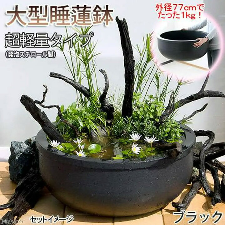 楽天市場】睡蓮鉢 （大型）大型睡蓮鉢（メダカ鉢）超軽量タイプ（約 