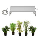 （水草）おまかせ水上葉ミニポット　5ポットセット（無農薬）＋アクロLED　GROW300　30cm水槽用　本州四国限定