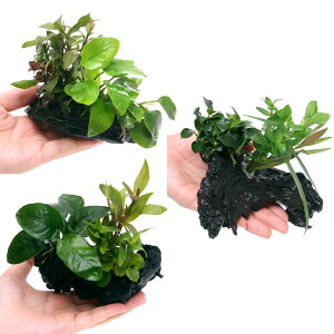 ij؁@U@{TC@VerDAkrAXii@3Zbgi15cmjitj