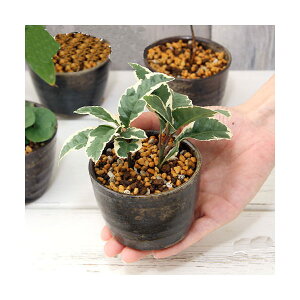 iR쑐j~́@܂R쑐~́@LvqĐAؔiYji3j