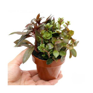 (水草)素焼き鉢 おまかせ紅葉ミックス(水上葉)(無農薬)(3鉢)