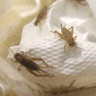 （生餌）死着保証なし　カキ殻パウダー付き　ヨーロッパイエコオロギ　M　約30匹（10グラム）　爬虫類　…
