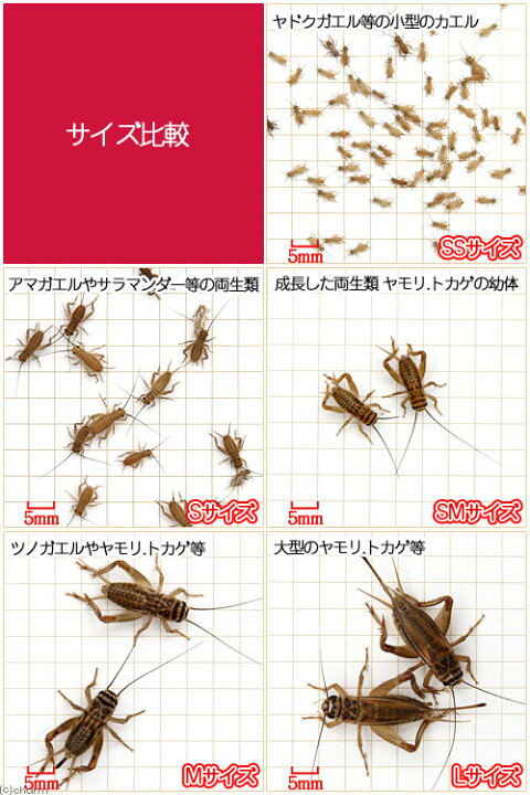 楽天市場 生餌 ヨーロッパイエコオロギ ｍ ８０グラム 約２４０匹 爬虫類 両生類 大型魚 餌 エサ 北海道 九州航空便要保温 Charm 楽天市場店