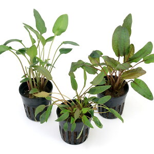 ij܂NvgRl@ԌnFitji1|bgj