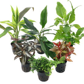 （テラリウム）おまかせテラリウム用植物　3種セット