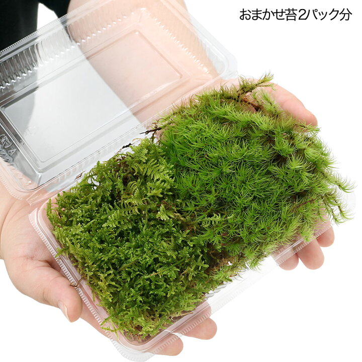 送料無料 ハイゴケの種 2リッター コケの育て方付き 最安挑戦! 2リッター 送料無料 ハイゴケの種 2リッター コケの育て方付き 最安挑戦! 2リッター