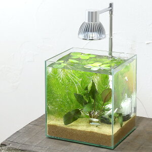 メダカ 水槽 水草 水槽の人気商品 通販 価格比較 価格 Com