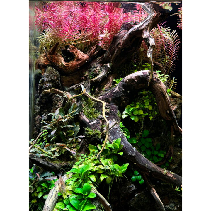 楽天市場】ZOOX RGB RAYS 20W LED ライト 植物育成 