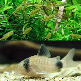（熱帯魚）シルバーチップ・テトラ（10匹）＋コリドラスパンダ（3匹）　北海道・九州航空便要保温