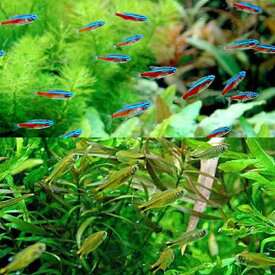 （熱帯魚）シルバーチップ・テトラ（10匹）＋カージナルテトラ（ブリード）（10匹）　北海道・九州航空便要保温