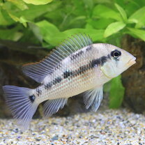 楽天市場】ゲオファーガス スベニ（熱帯魚・アクアリウム｜ペット 