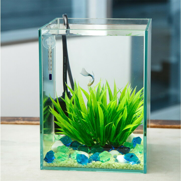 楽天市場】（熱帯魚）飼育セット グッピーセット guy〜水 