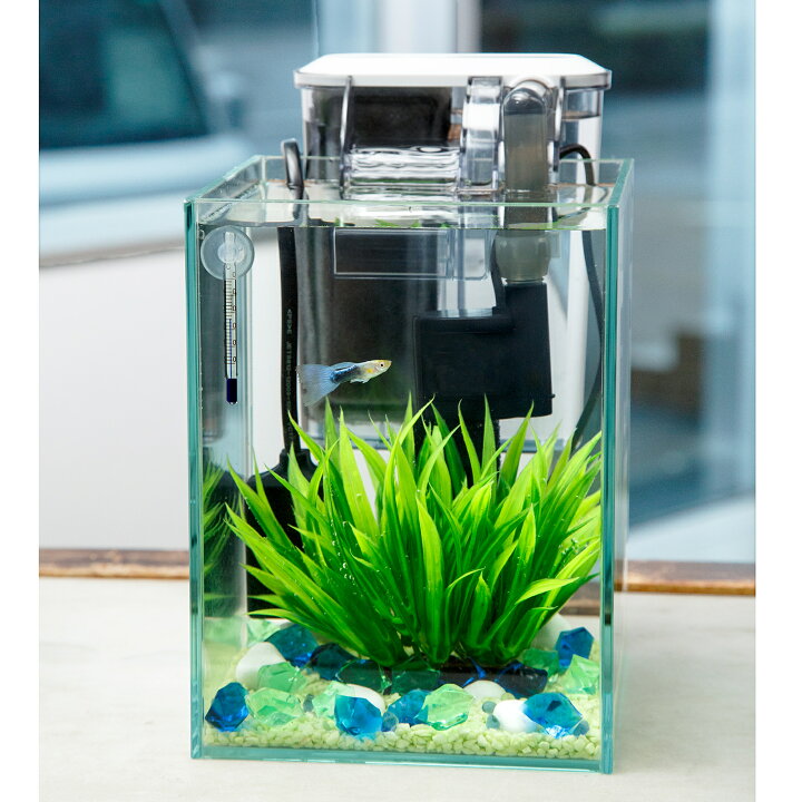 楽天市場】（熱帯魚）飼育セット グッピーセット guy〜水〜 おまけ 