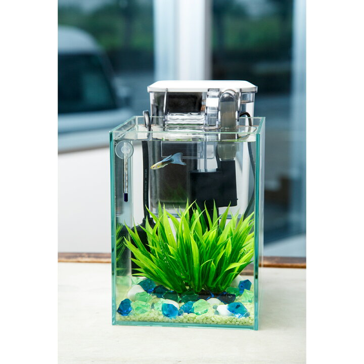 楽天市場】（熱帯魚）飼育セット グッピーセット guy〜水〜 おまけ 